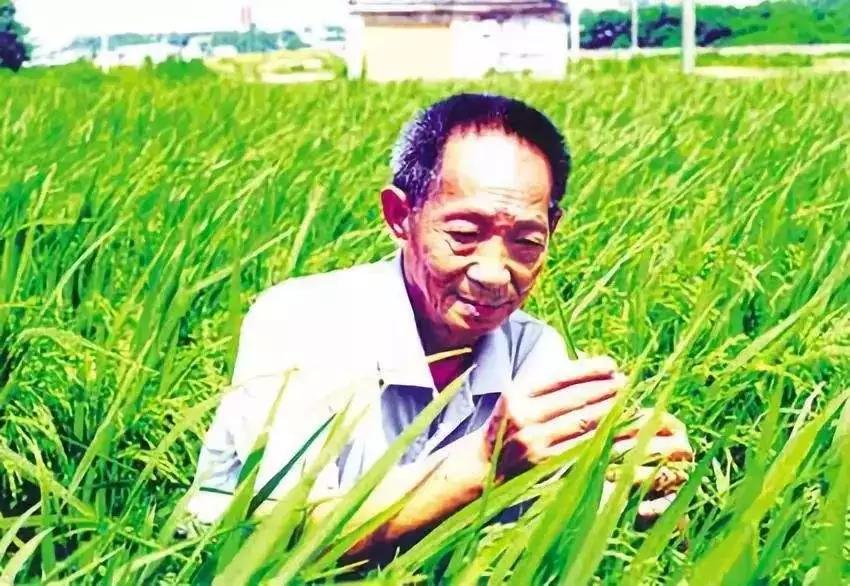 超级杂交水稻;怡美工业设计